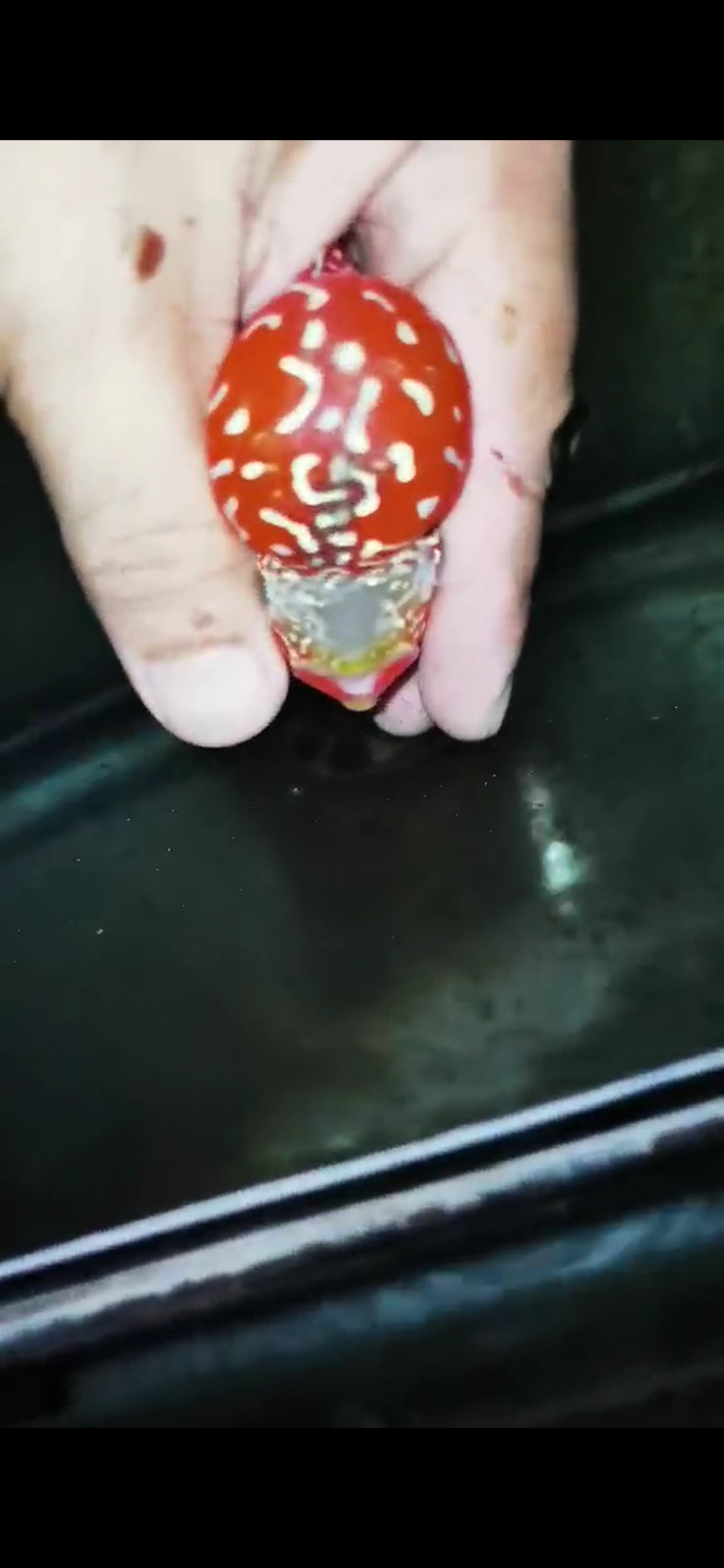 Golden Base Flowerhorn  Grade A ( Male ) - #6