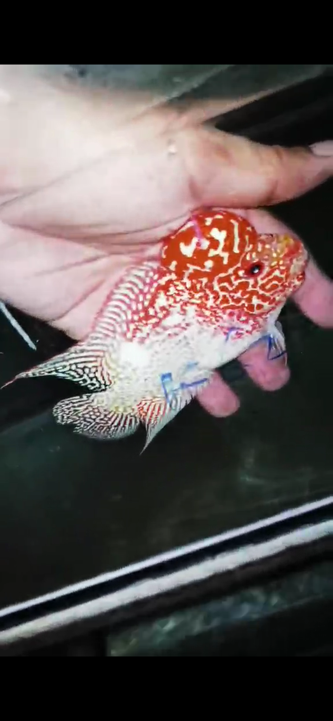 Golden Base Flowerhorn  Grade A ( Male ) - #11
