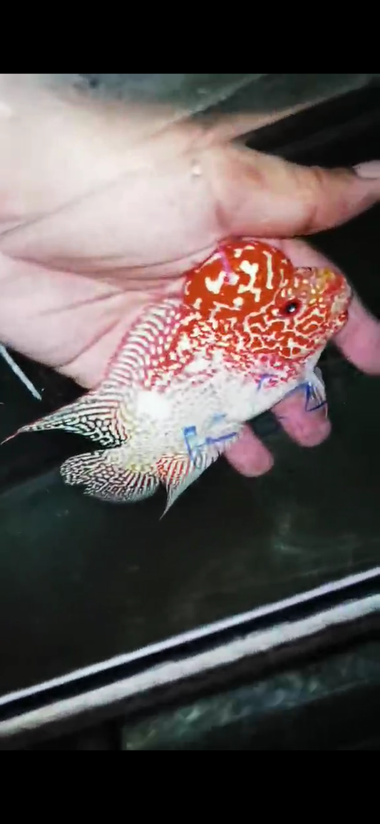 Golden Base Flowerhorn  Grade A ( Male ) - #11