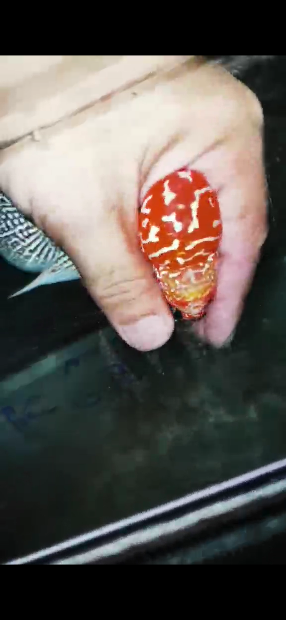 Golden Base Flowerhorn  Grade A ( Male ) - #11