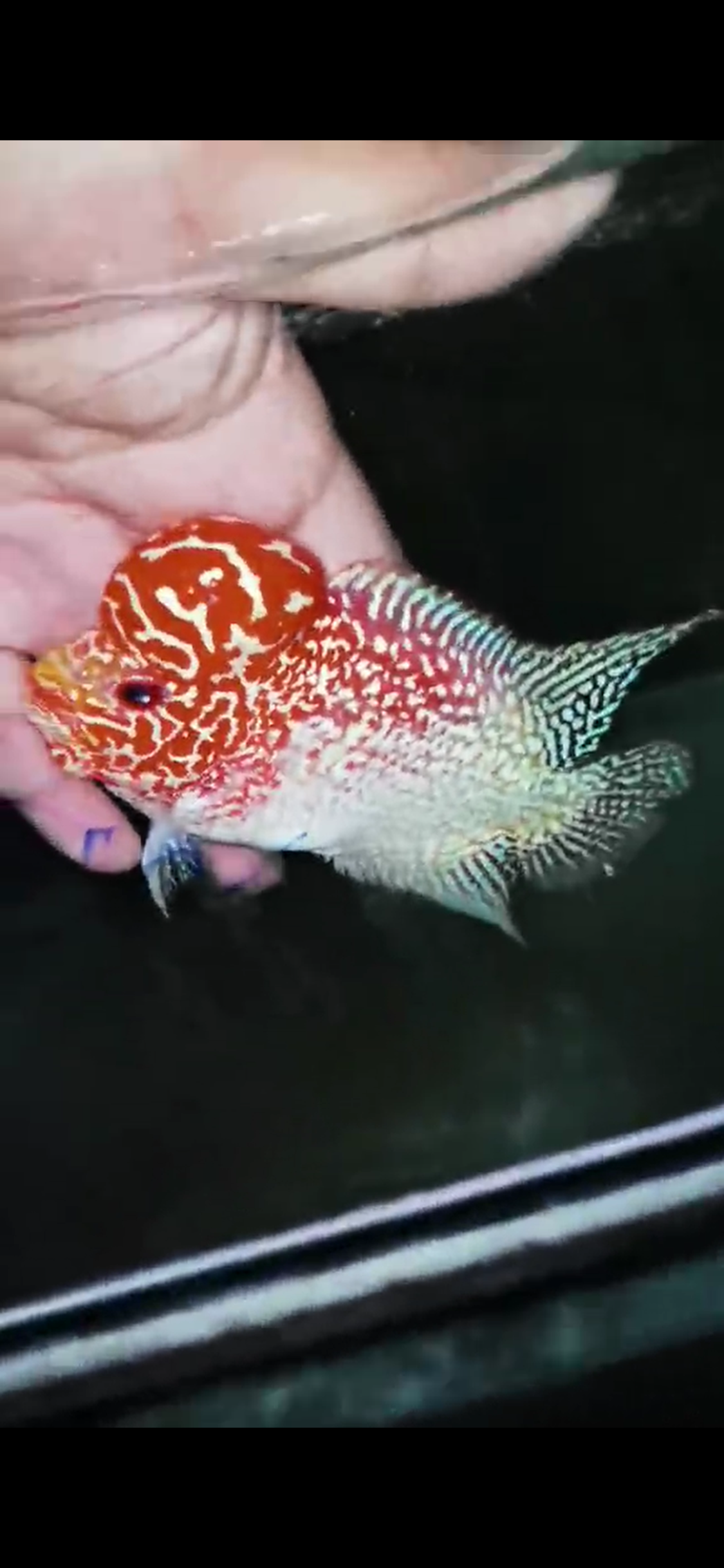 Golden Base Flowerhorn  Grade A ( Male ) - #11