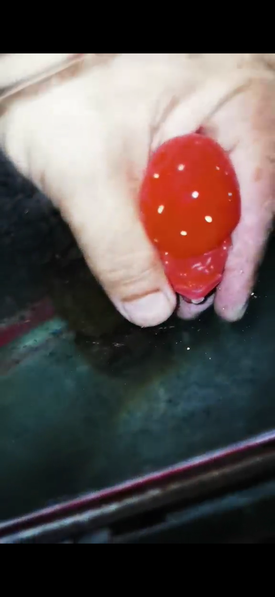 Golden Base Flowerhorn  Grade A ( Male ) - #7
