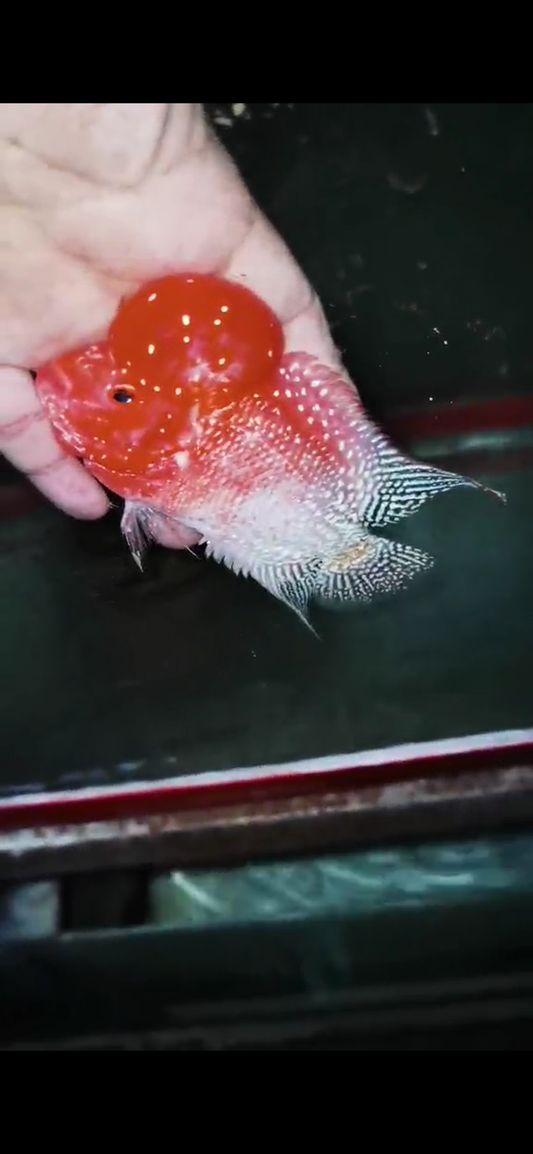 Golden Base Flowerhorn  Grade A ( Male ) - #7