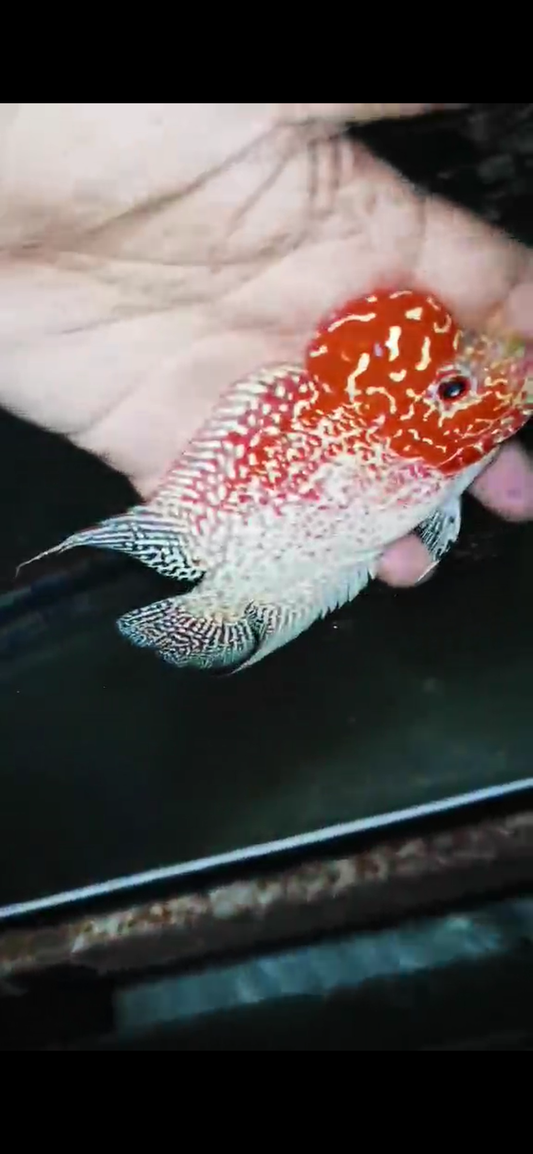 Golden Base Flowerhorn  Grade A ( Male ) - #10