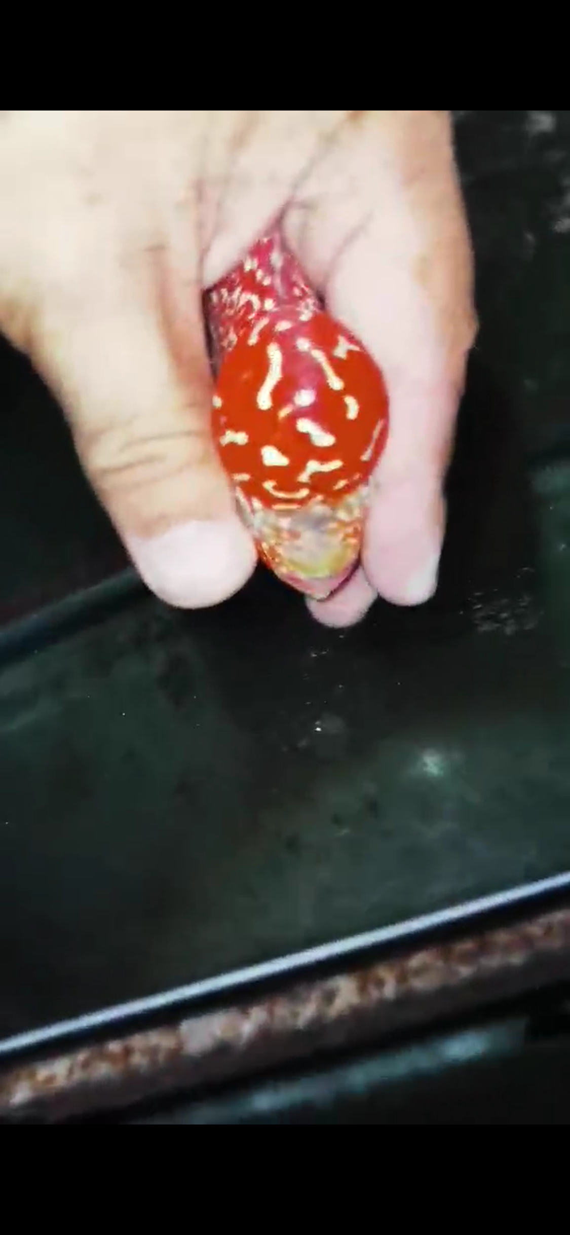 Golden Base Flowerhorn  Grade A ( Male ) - #10
