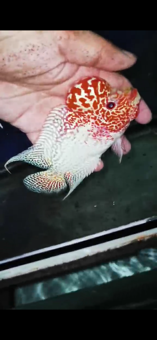 Golden Base Flowerhorn  Grade A ( Male ) - #14