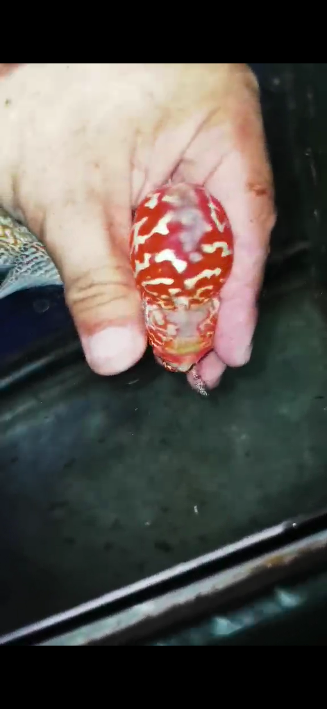 Golden Base Flowerhorn  Grade A ( Male ) - #14