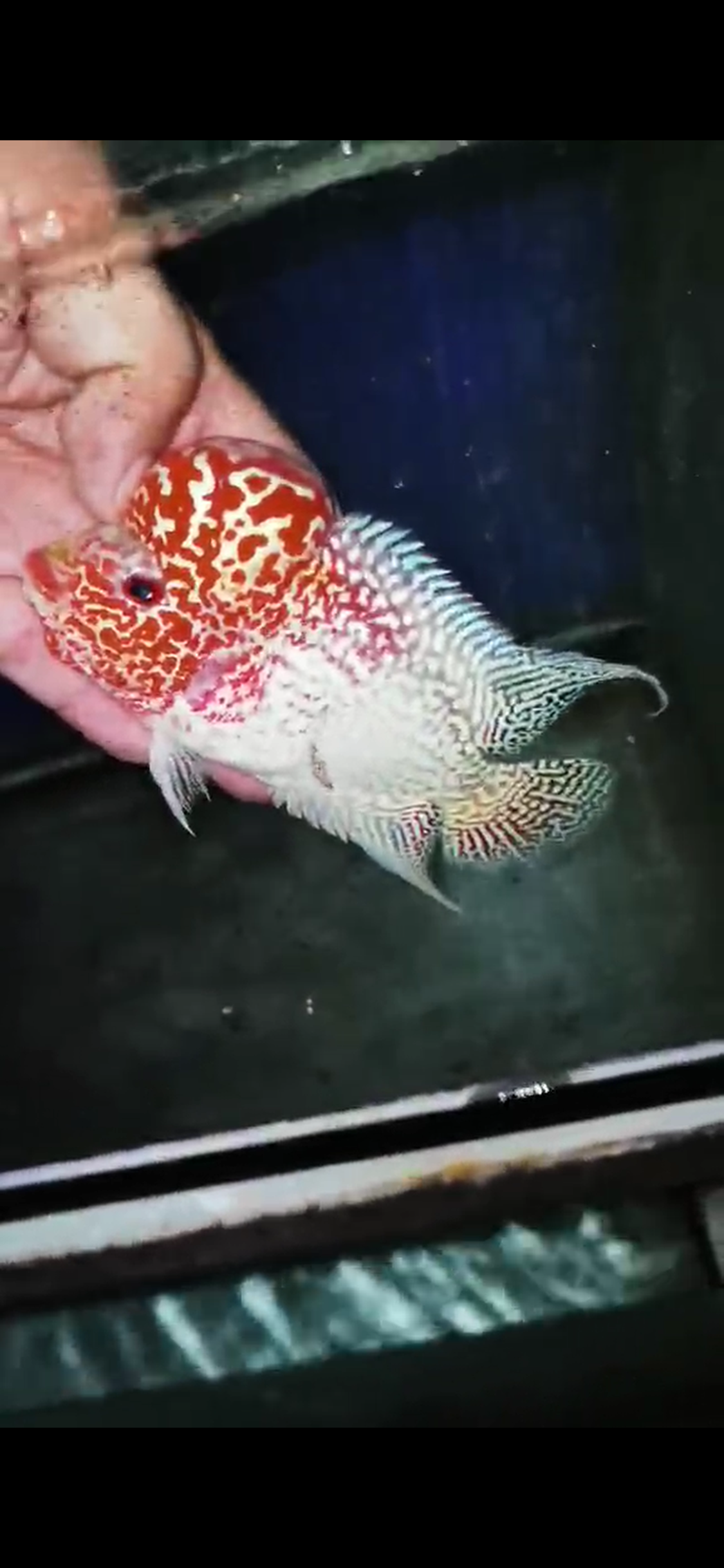 Golden Base Flowerhorn  Grade A ( Male ) - #14