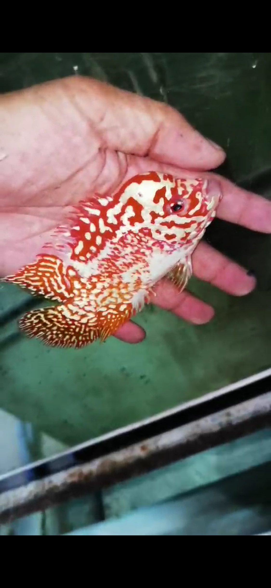 Golden Base Kamfa Flowerhorn  Grade A ( Male )