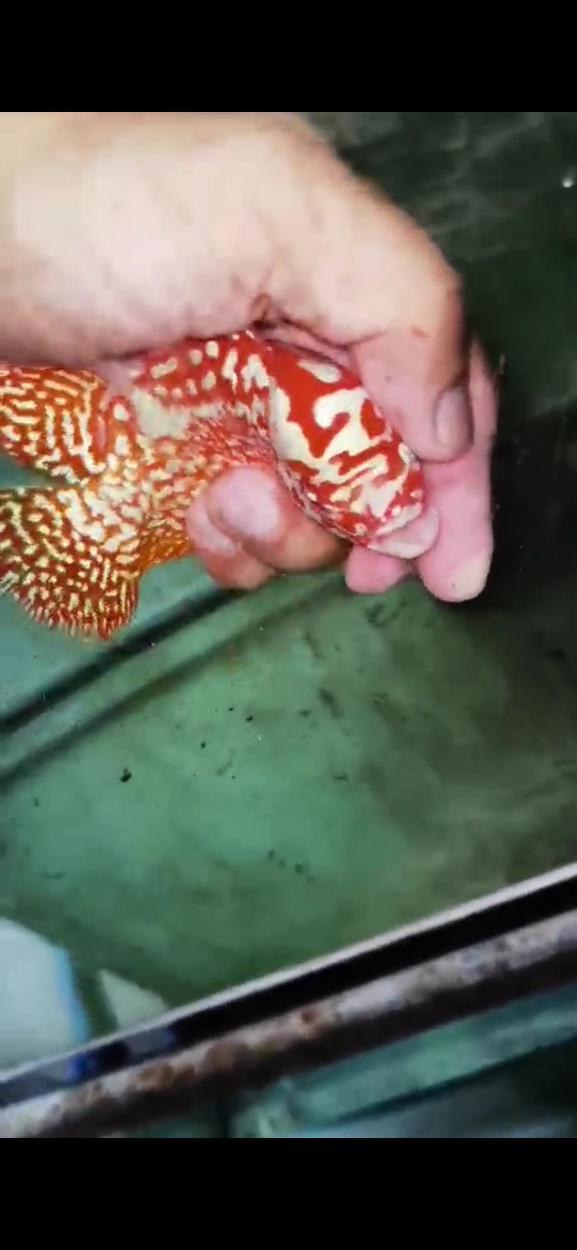 Golden Base Kamfa Flowerhorn  Grade A ( Male )