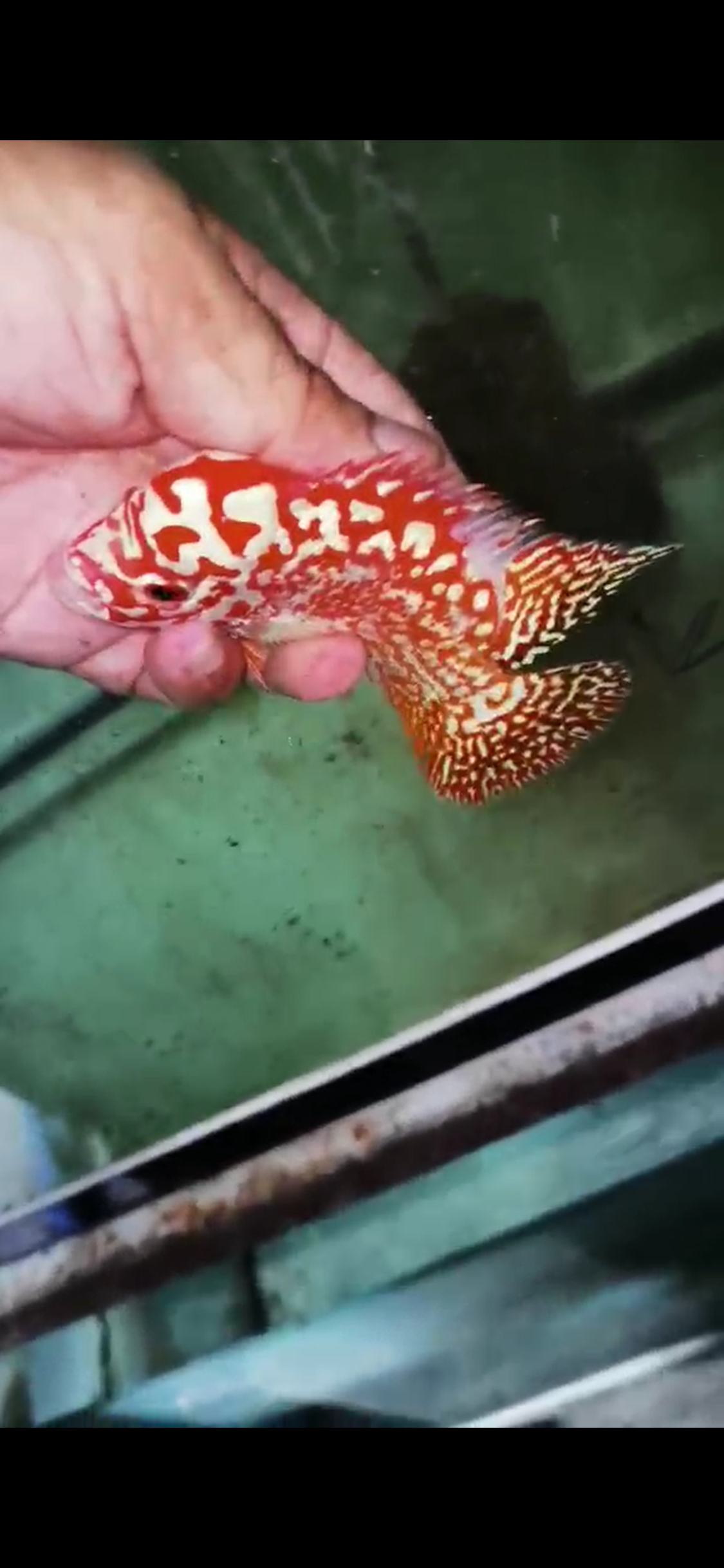 Golden Base Kamfa Flowerhorn  Grade A ( Male )