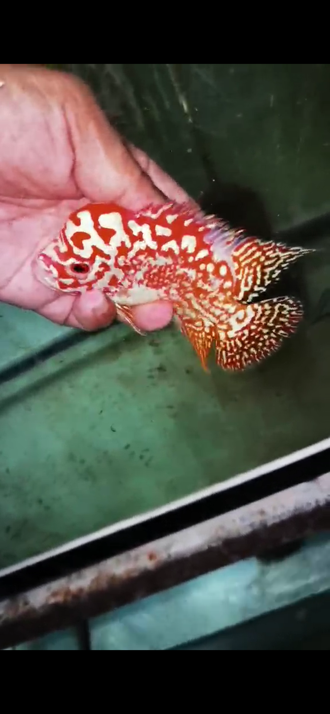 Golden Base Kamfa Flowerhorn  Grade A ( Male )
