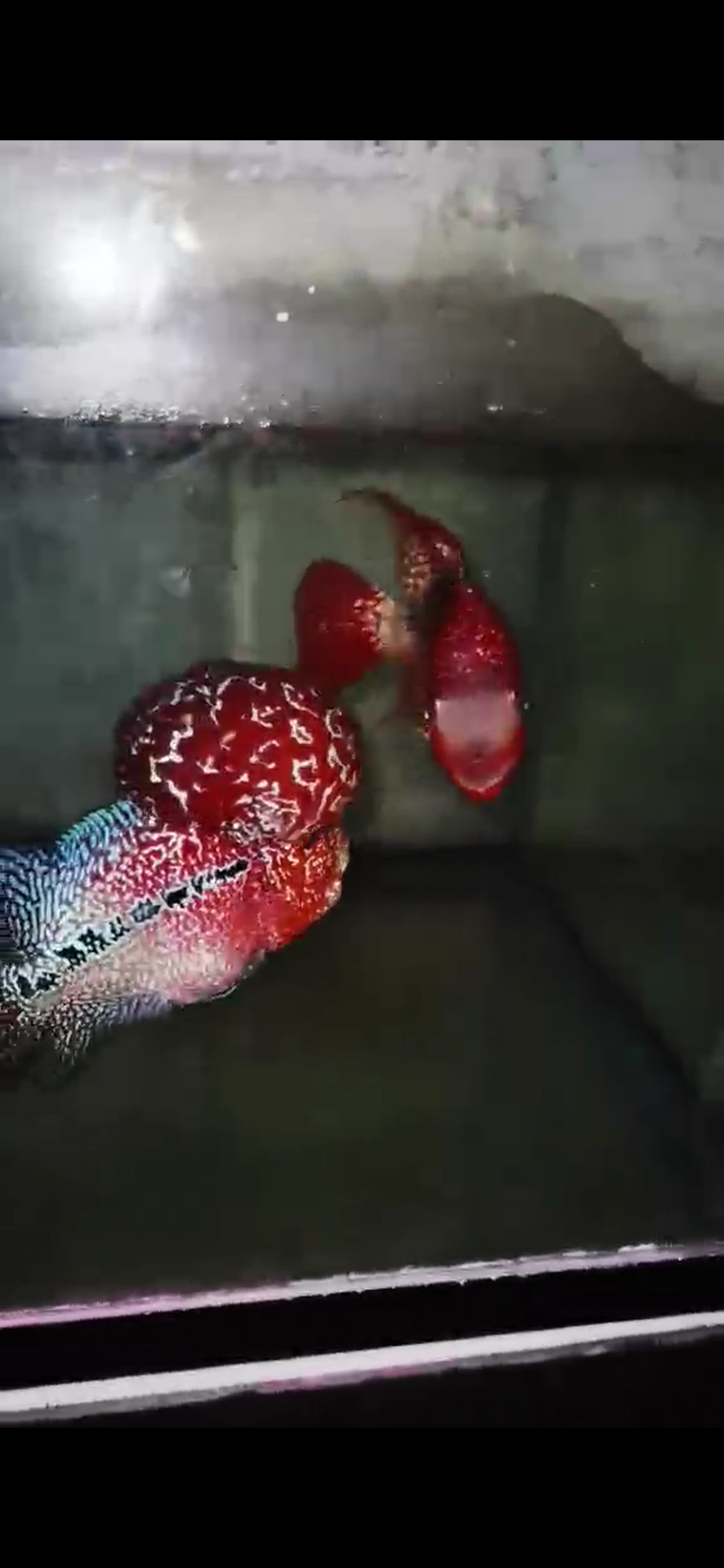 Kamfa ( F3 ) Flowerhorn Fry