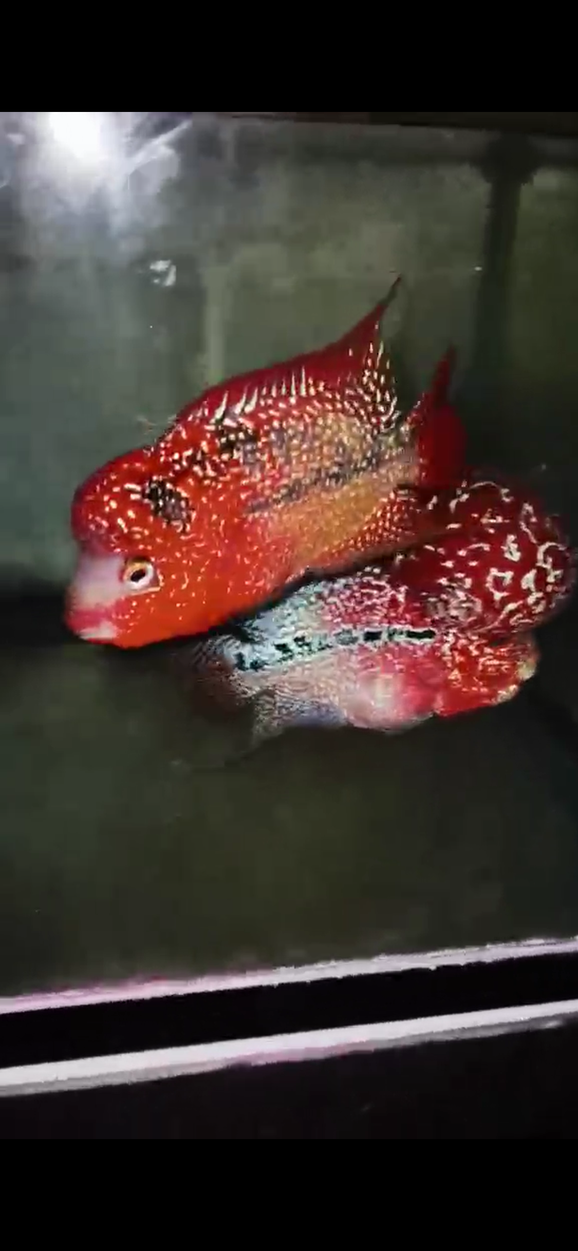 Kamfa ( F3 ) Flowerhorn Fry