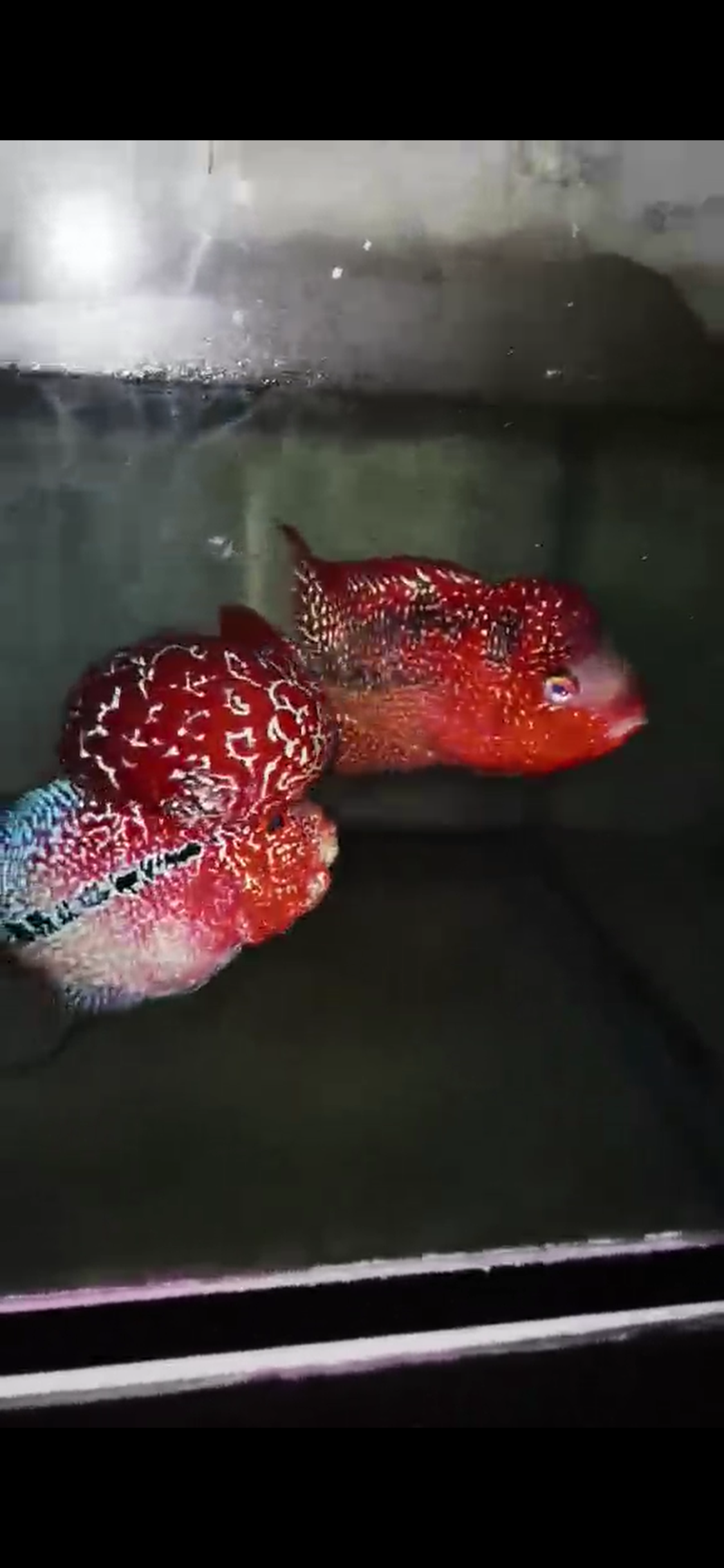 Kamfa ( F3 ) Flowerhorn Fry
