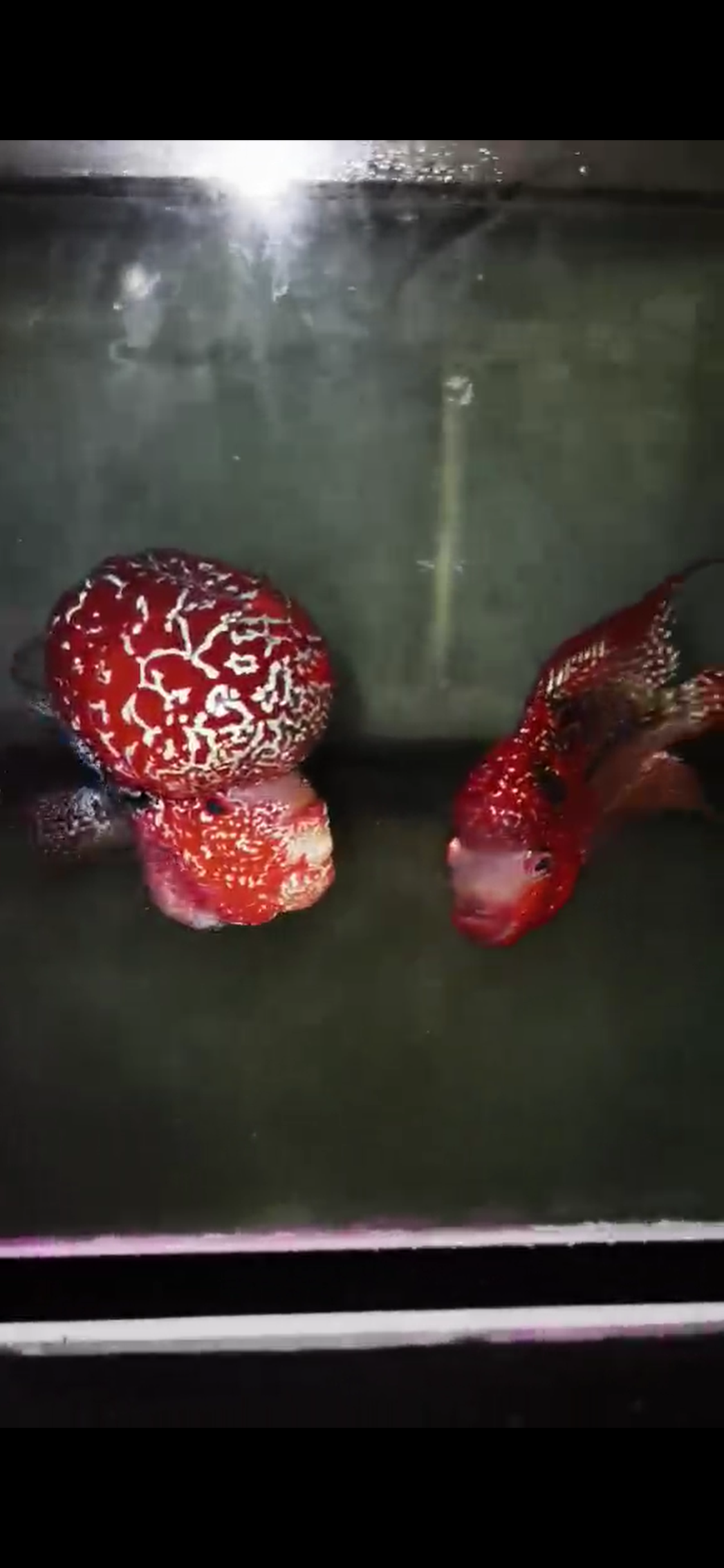 Kamfa ( F3 ) Flowerhorn Fry