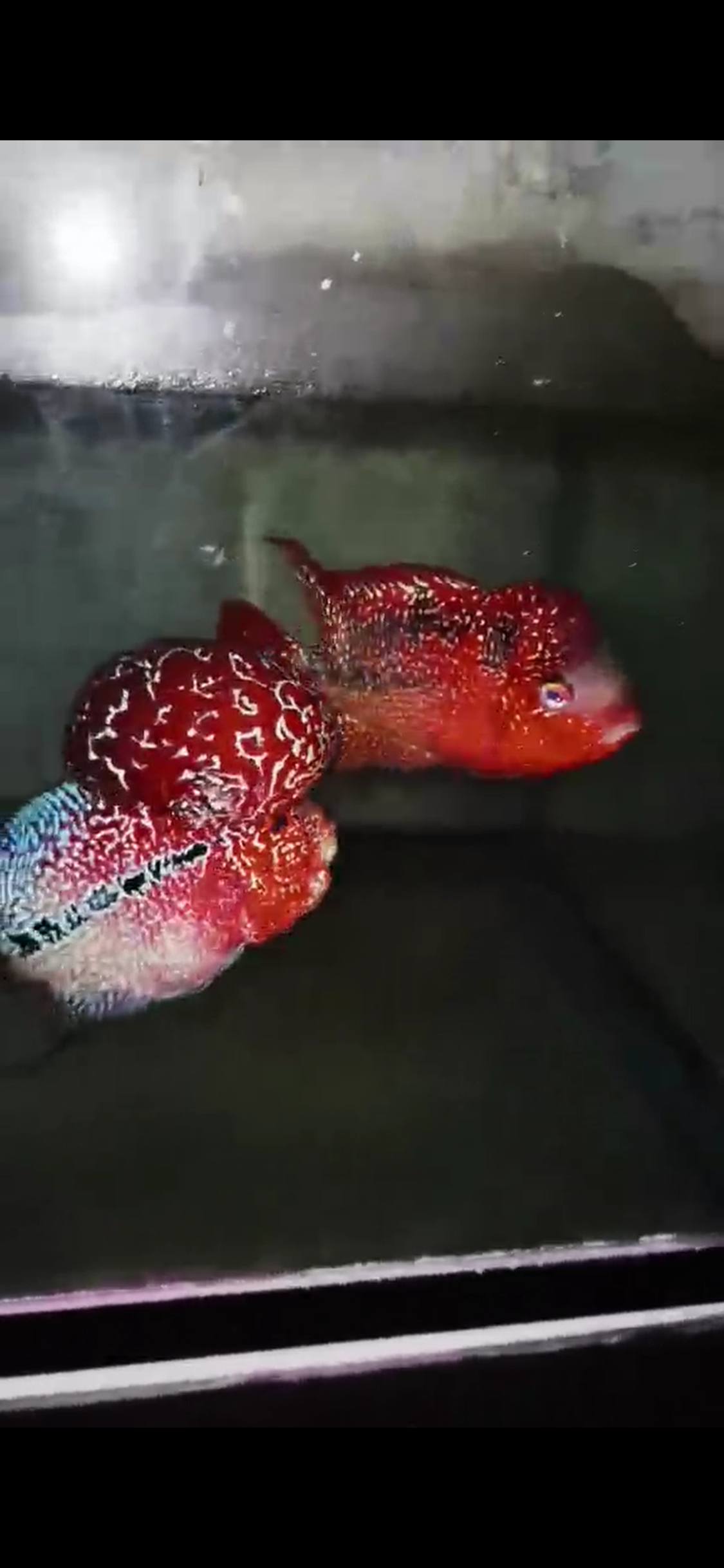 Kamfa ( F3 ) Flowerhorn Fry