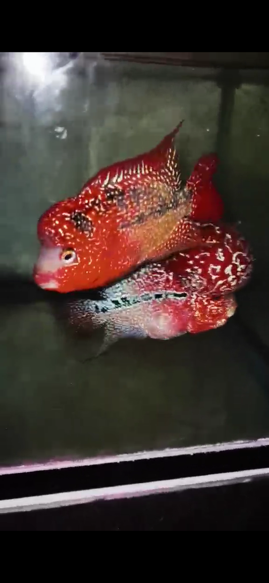 Kamfa ( F3 ) Flowerhorn Fry