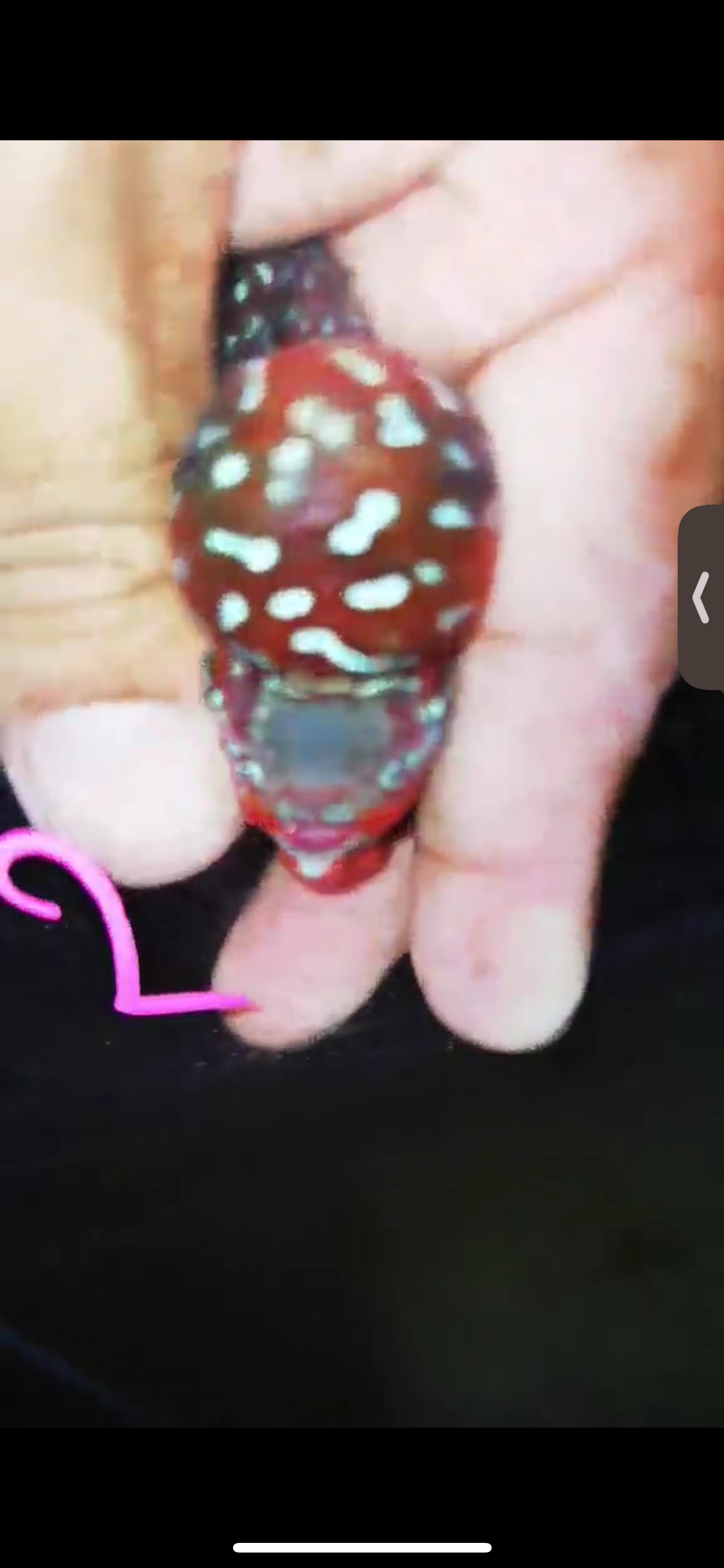 Super Red Dragon Flowerhorn ( Male ) #02