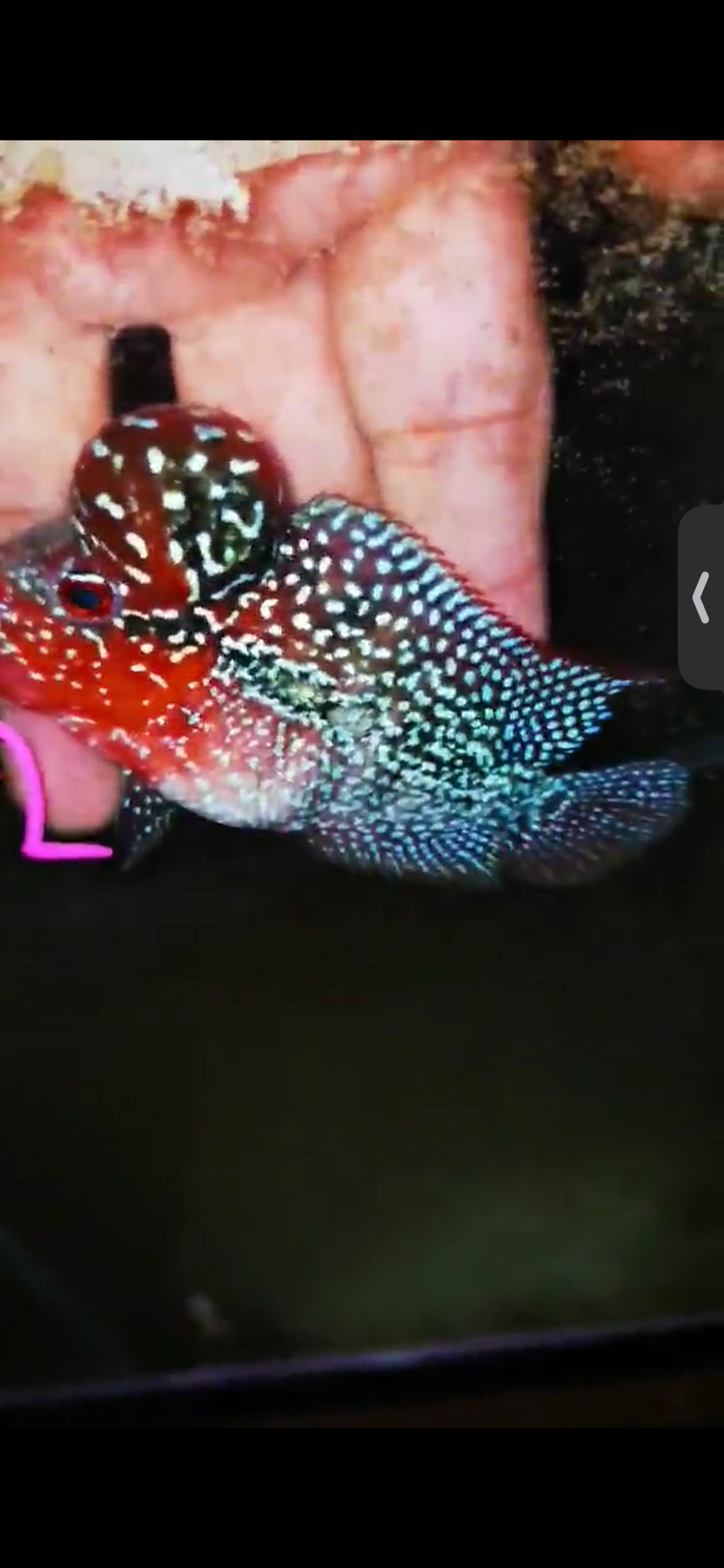 Super Red Dragon Flowerhorn ( Male ) #02