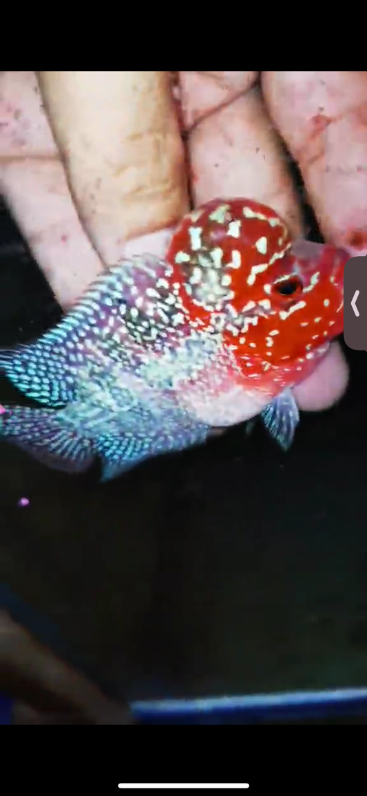 Super Red Dragon Flowerhorn ( Male ) #09
