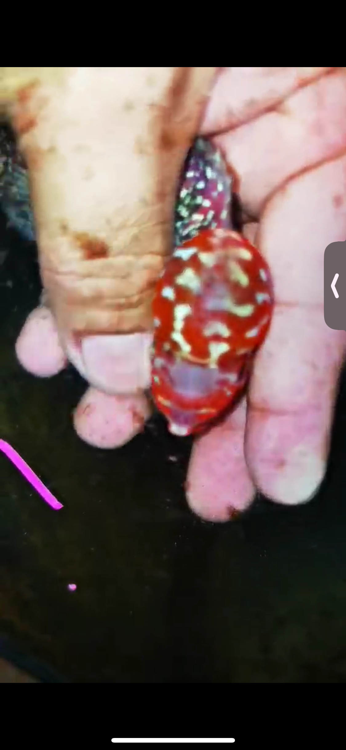 Super Red Dragon Flowerhorn ( Male ) #09