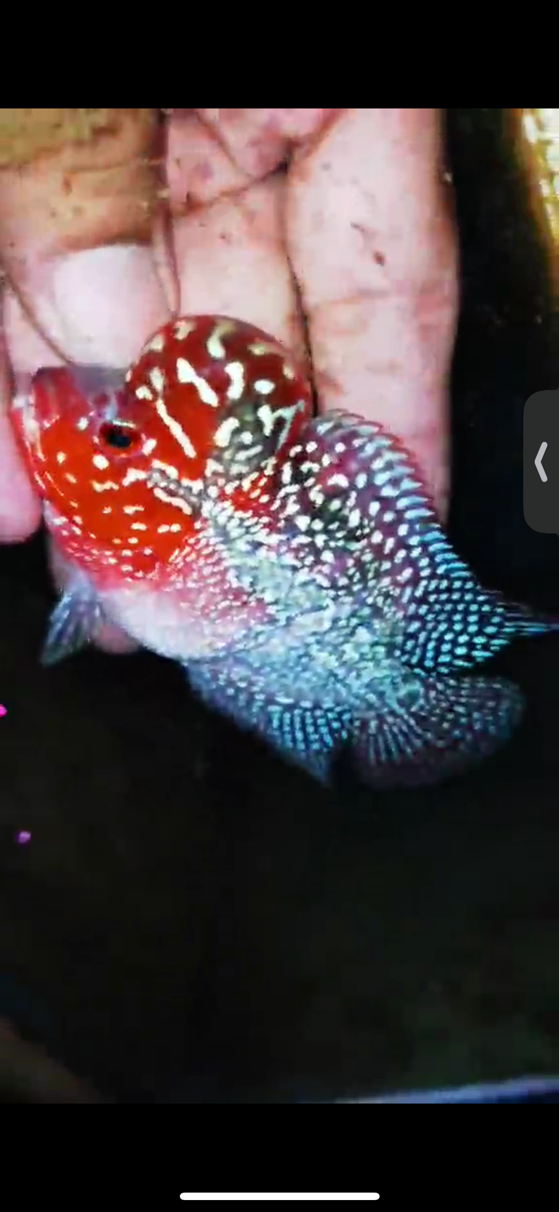 Super Red Dragon Flowerhorn ( Male ) #09