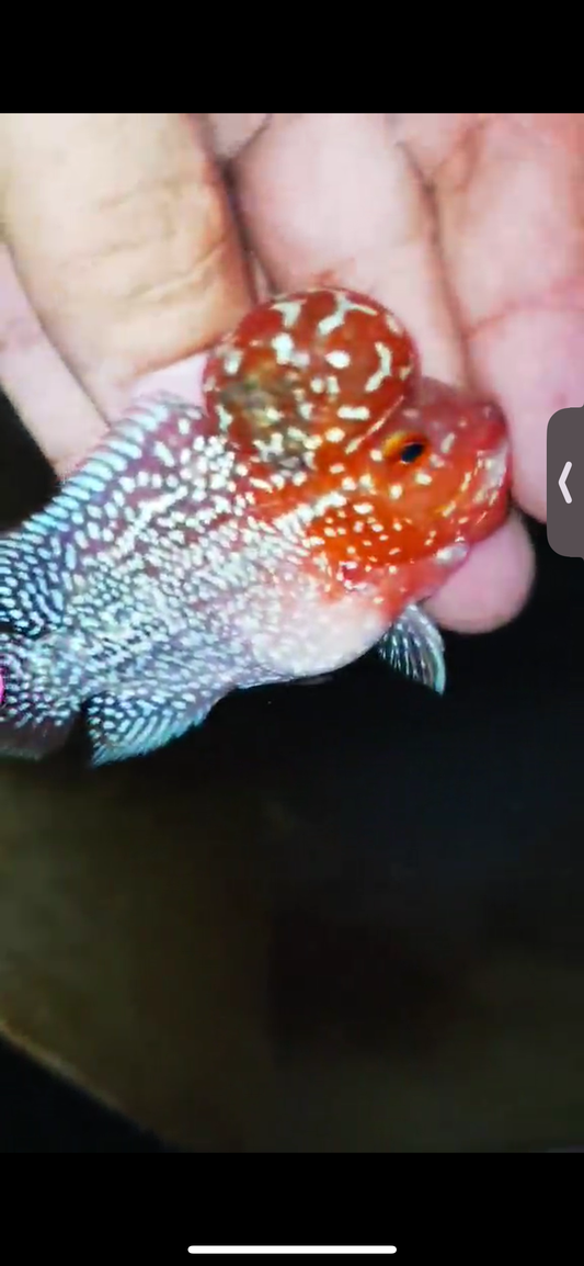 Super Red Dragon Flowerhorn ( Male ) #06