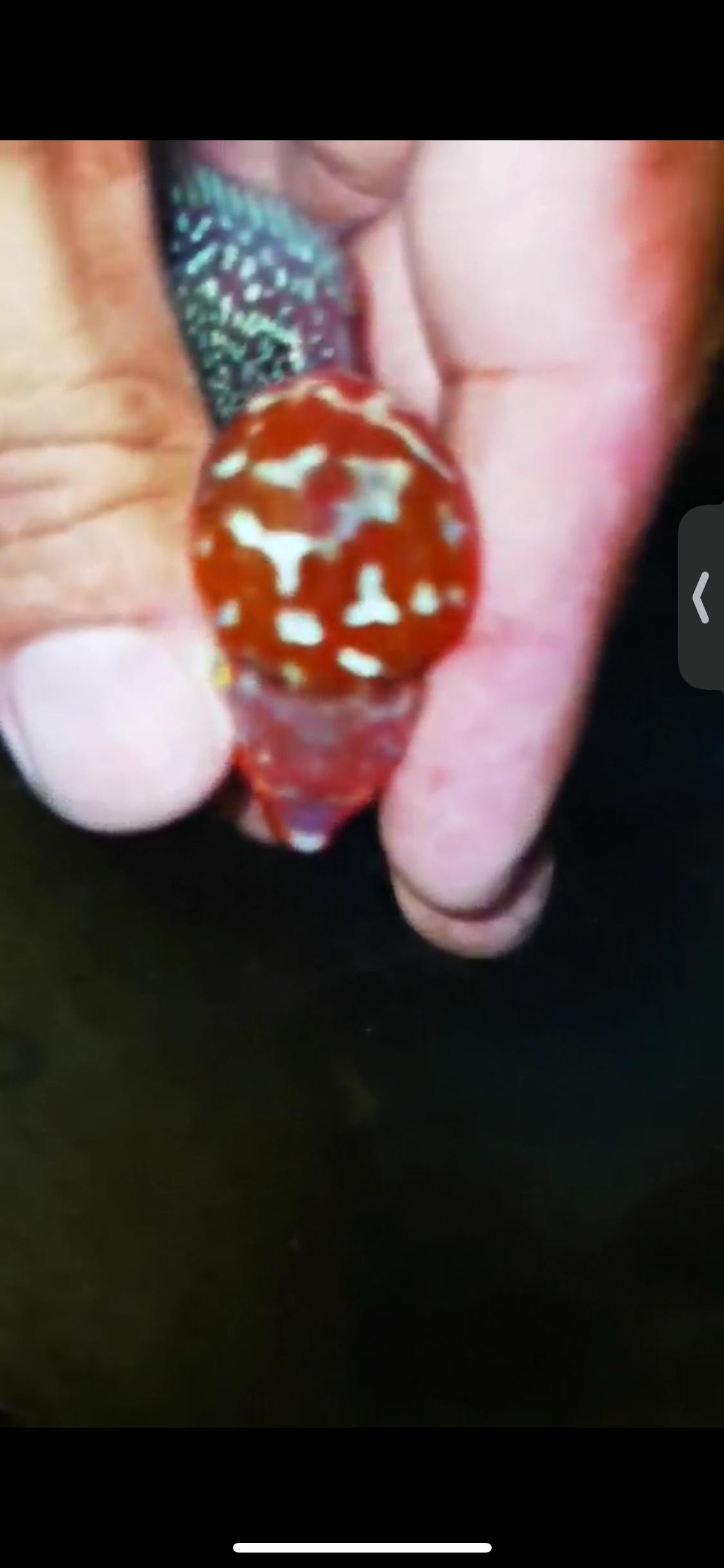 Super Red Dragon Flowerhorn ( Male ) #06