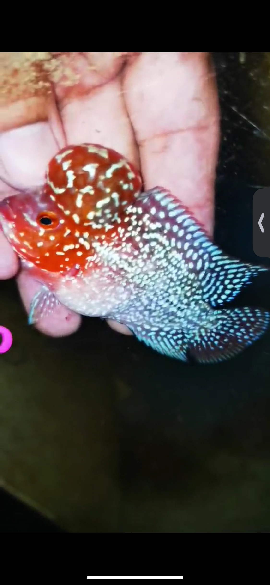 Super Red Dragon Flowerhorn ( Male ) #06
