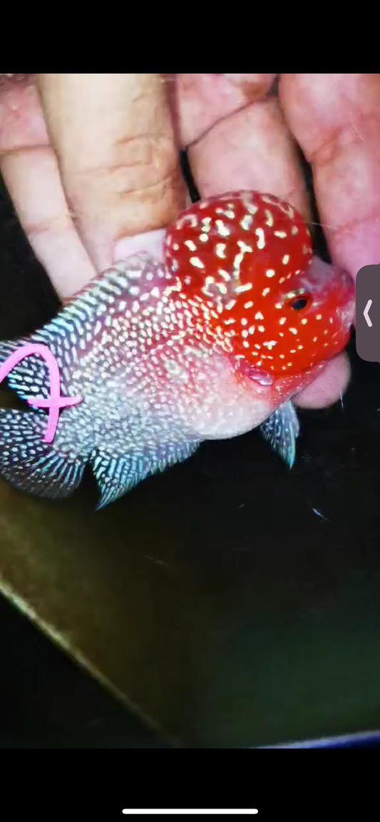 Super Red Dragon Flowerhorn ( Male ) #07