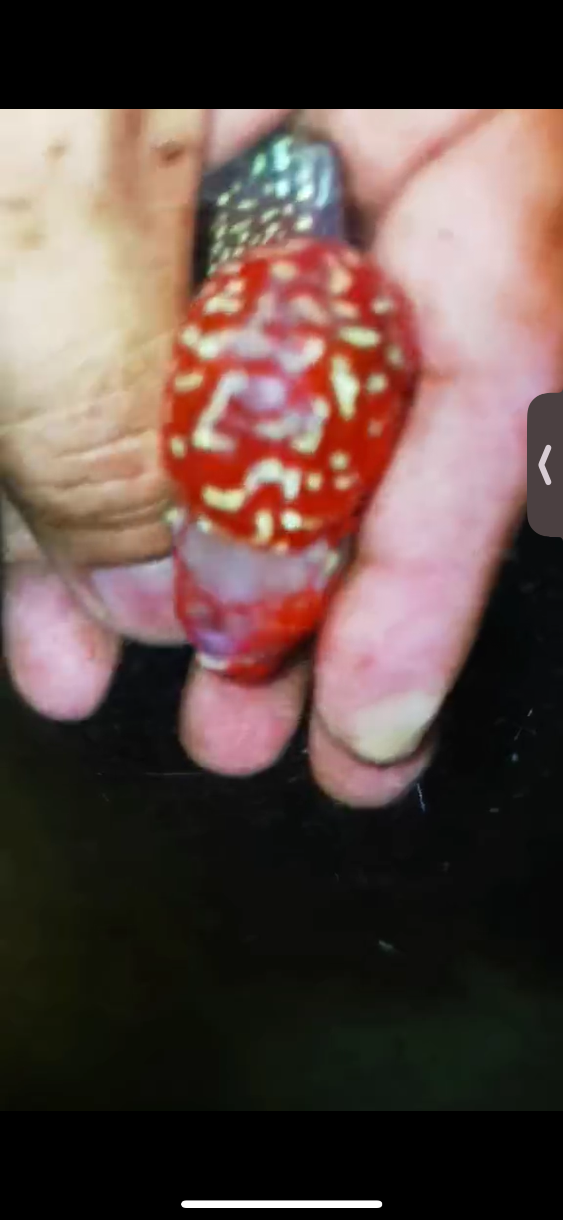 Super Red Dragon Flowerhorn ( Male ) #07