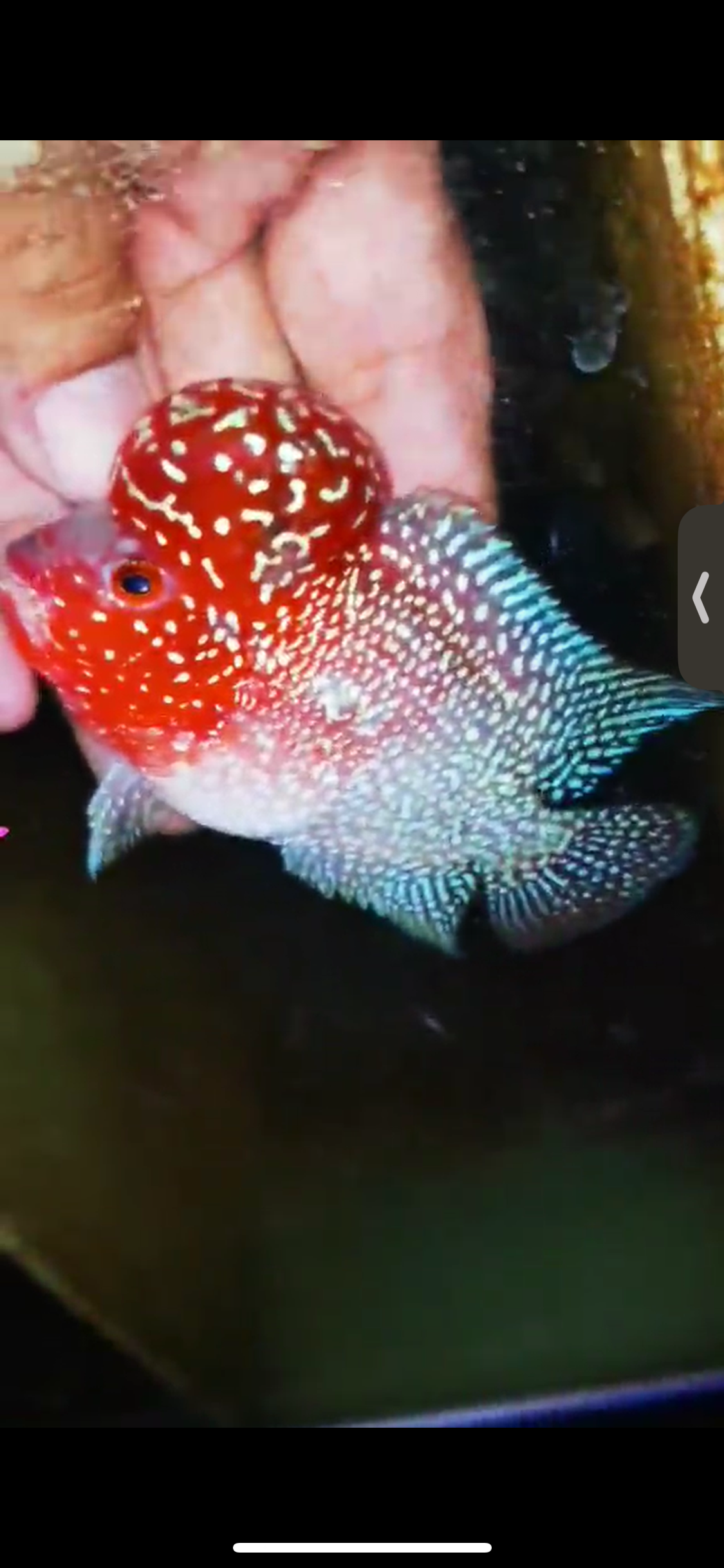 Super Red Dragon Flowerhorn ( Male ) #07