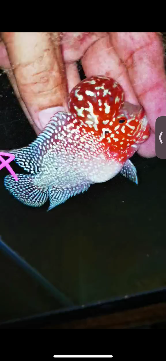 Super Red Dragon Flowerhorn ( Male ) #04
