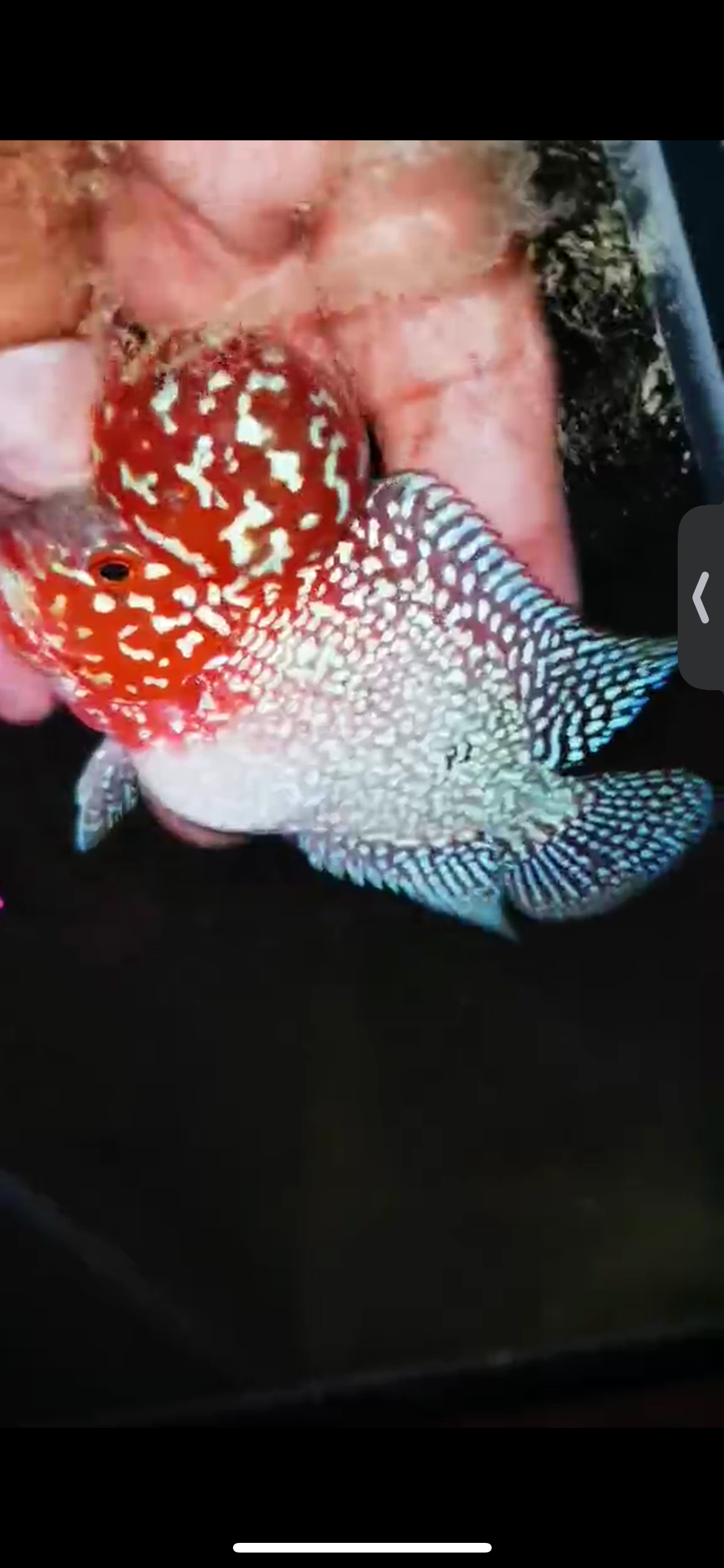 Super Red Dragon Flowerhorn ( Male ) #04