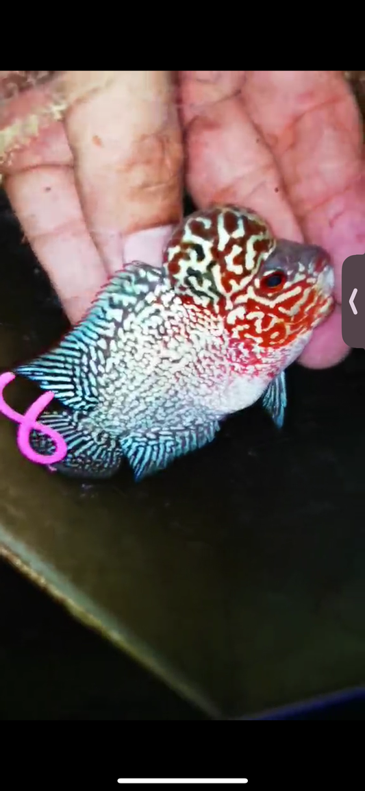 Super Red Dragon Flowerhorn ( Male ) #08