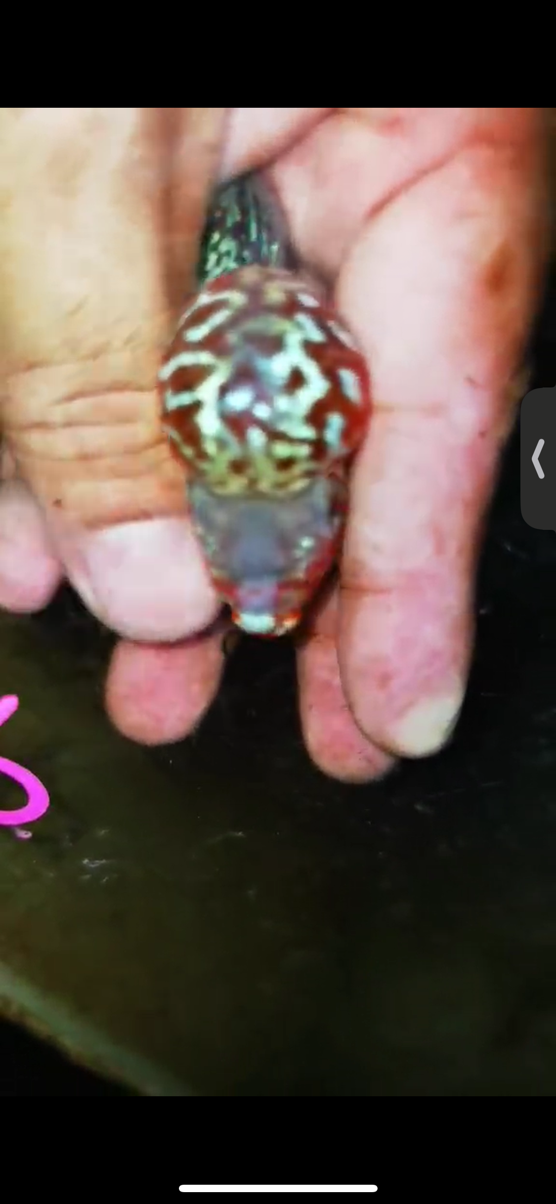 Super Red Dragon Flowerhorn ( Male ) #08