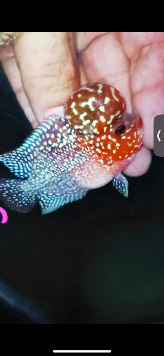 Super Red Dragon Flowerhorn ( Male ) #05