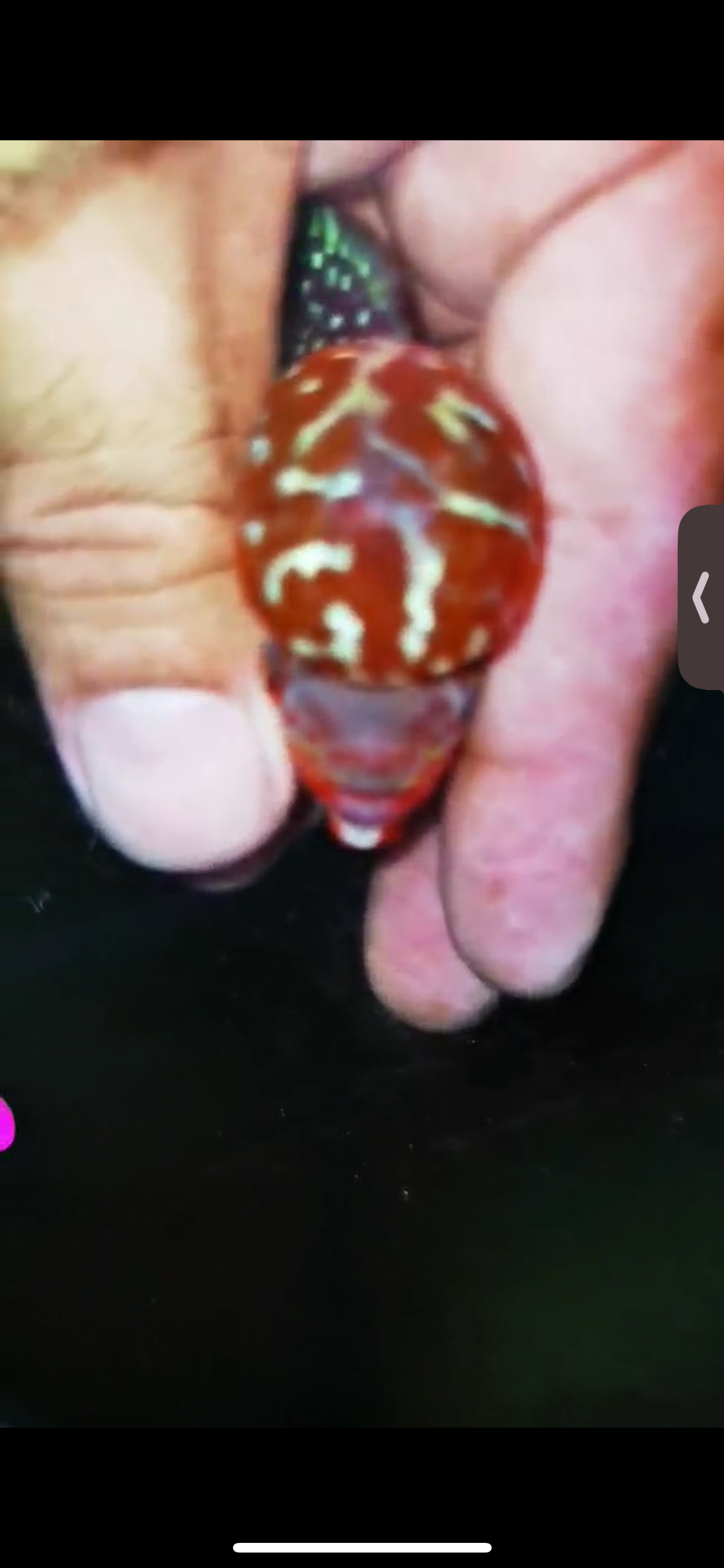 Super Red Dragon Flowerhorn ( Male ) #05