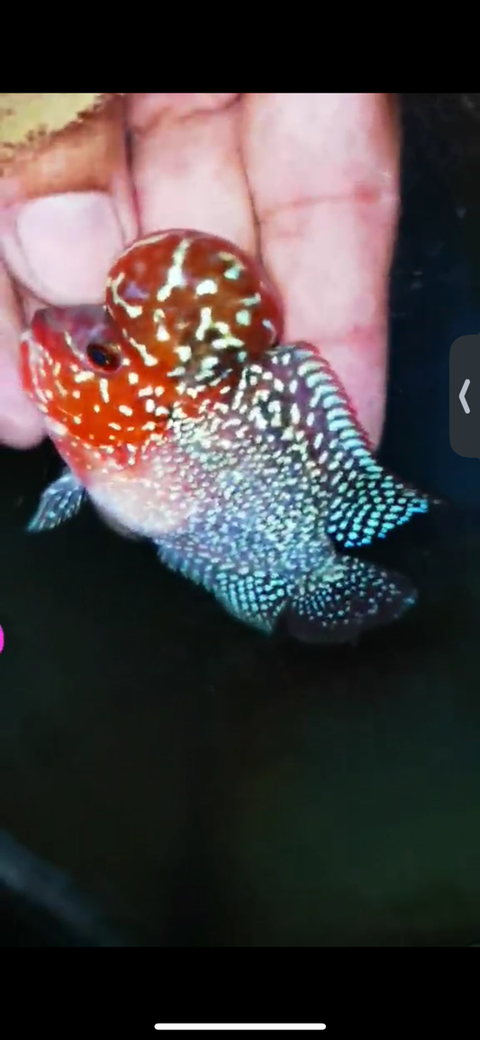Super Red Dragon Flowerhorn ( Male ) #01
