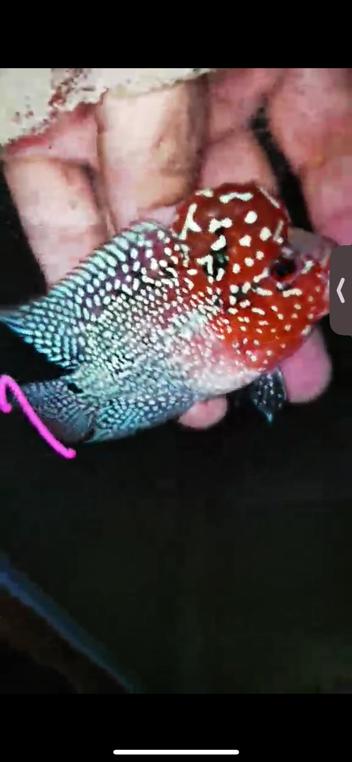 Super Red Dragon Flowerhorn ( Male ) #01