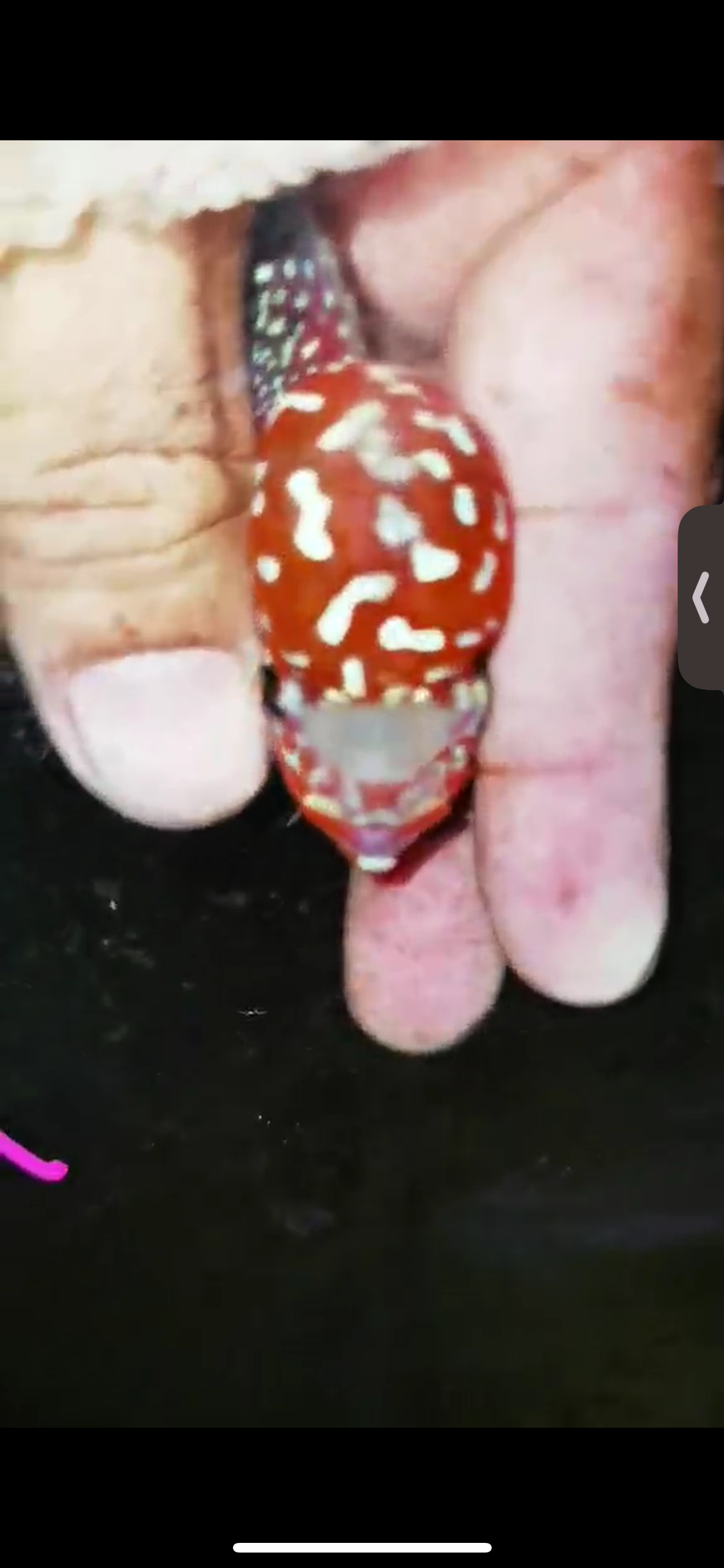 Super Red Dragon Flowerhorn ( Male ) #01