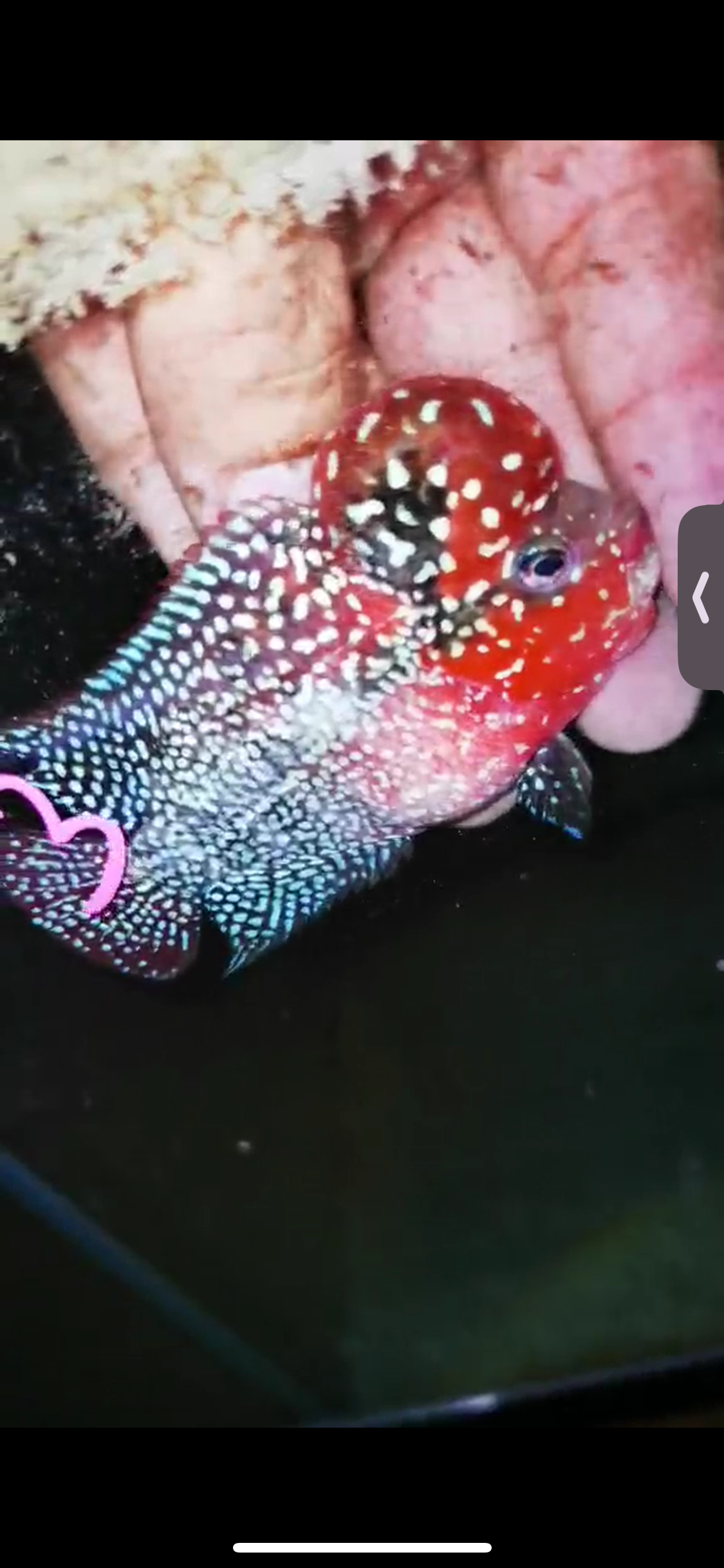 Super Red Dragon Flowerhorn ( Male ) #03