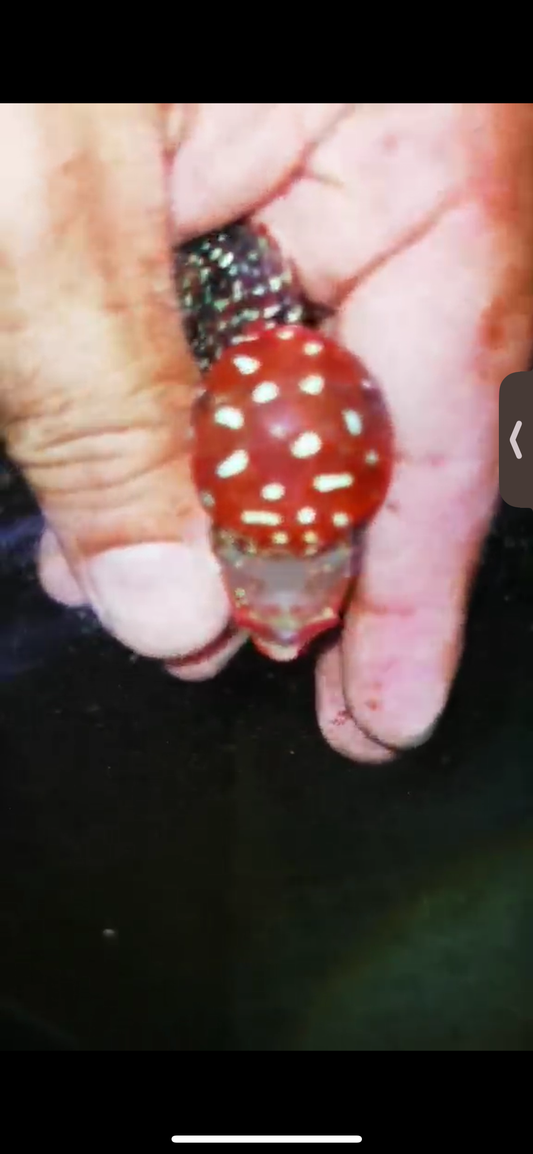 Super Red Dragon Flowerhorn ( Male ) #03