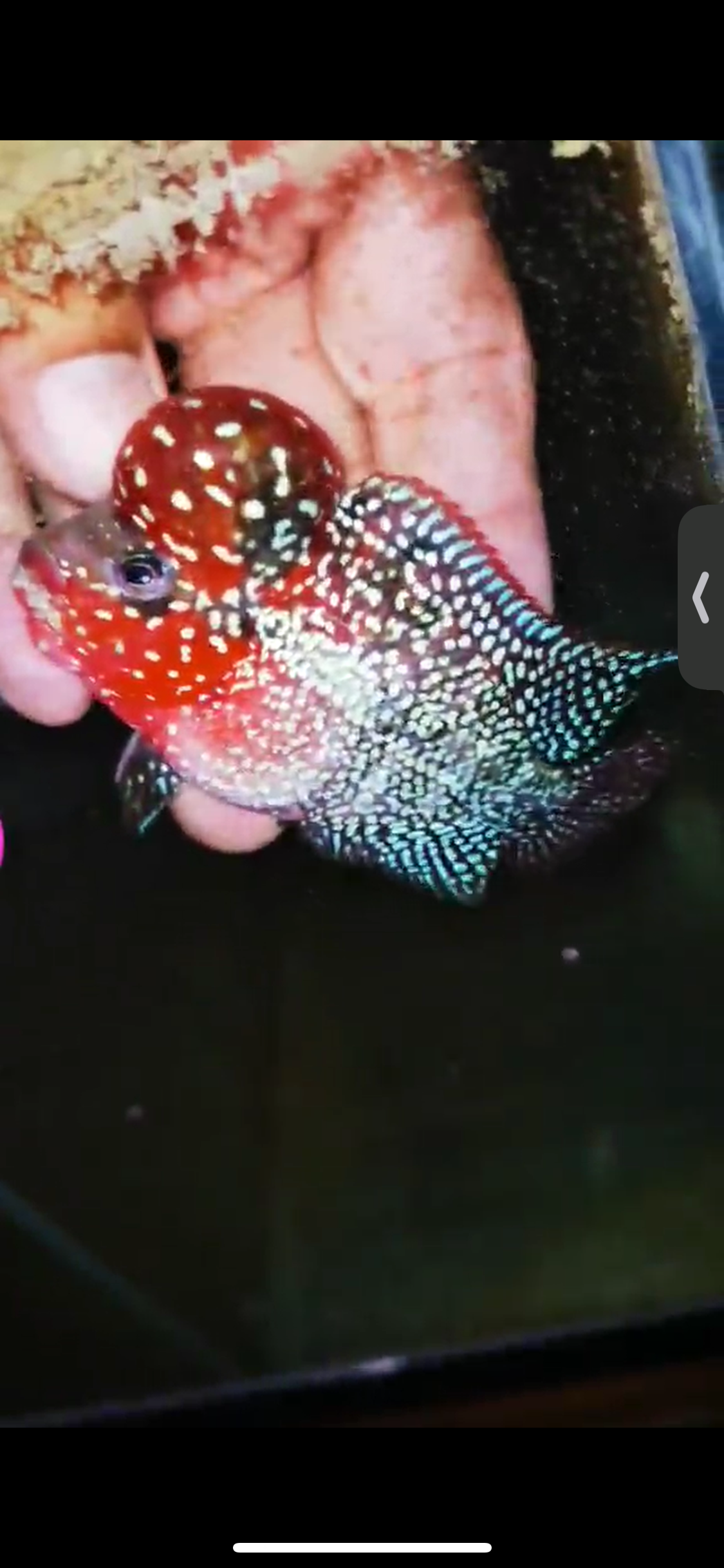 Super Red Dragon Flowerhorn ( Male ) #03