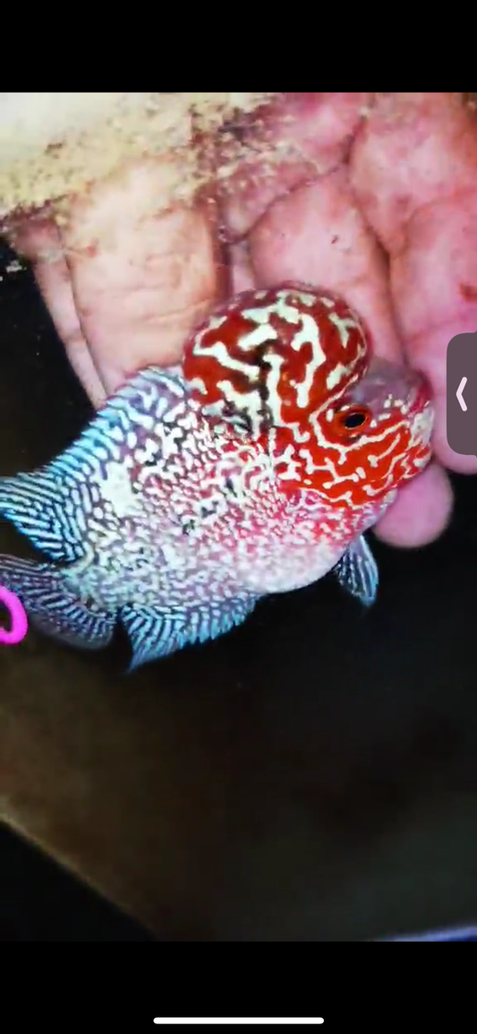 Super Red Dragon Flowerhorn ( Male ) #10