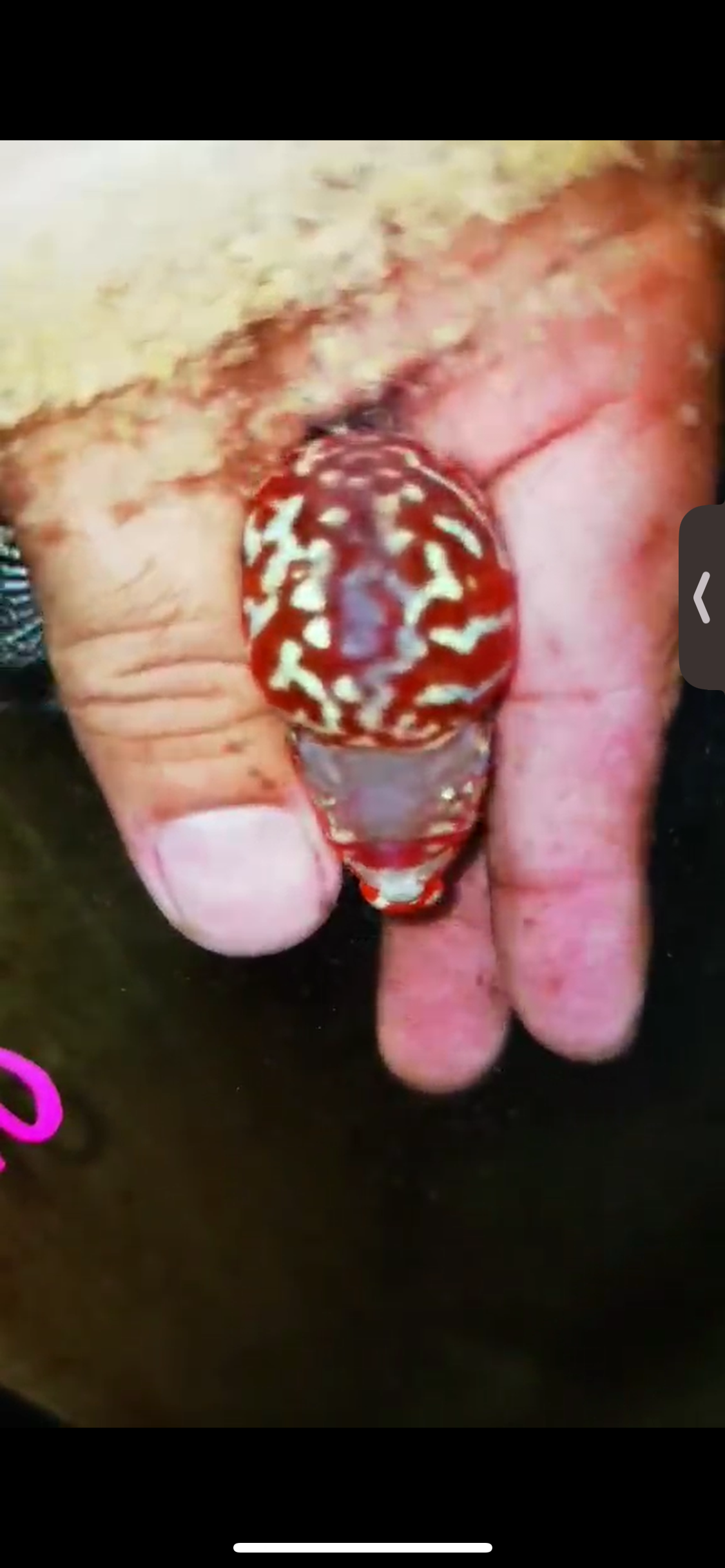 Super Red Dragon Flowerhorn ( Male ) #10