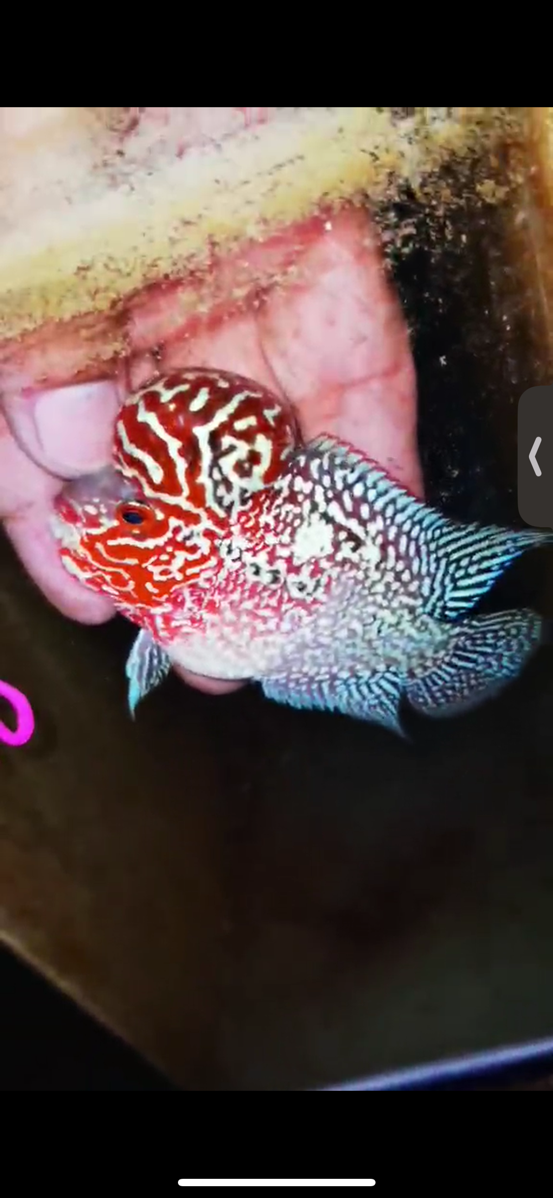 Super Red Dragon Flowerhorn ( Male ) #10