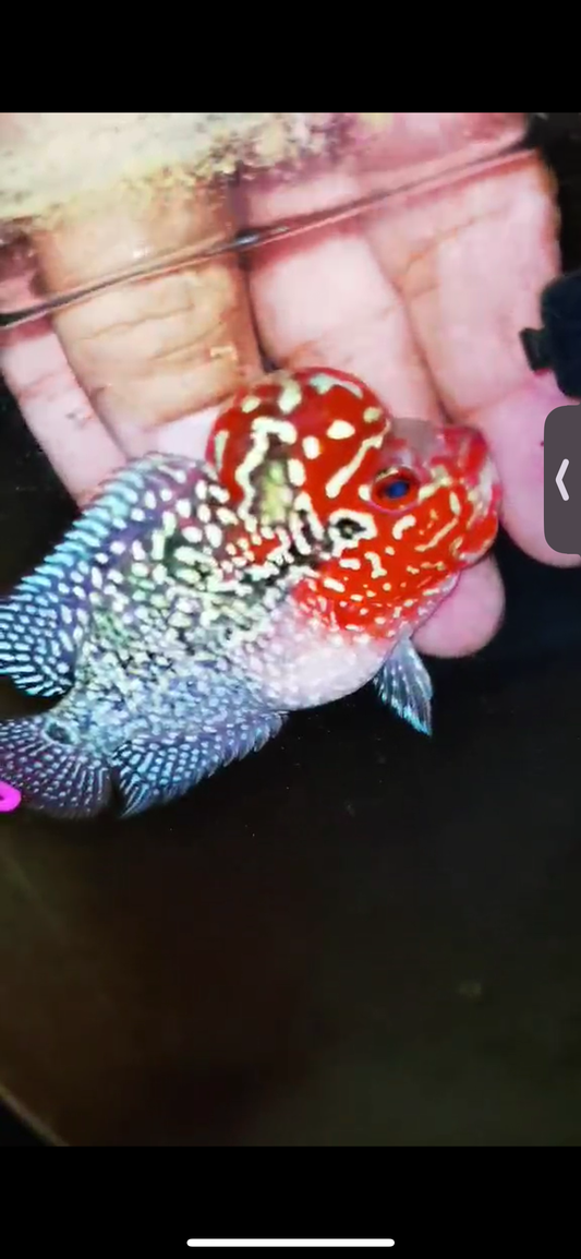 Super Red Dragon Flowerhorn ( Male ) #26
