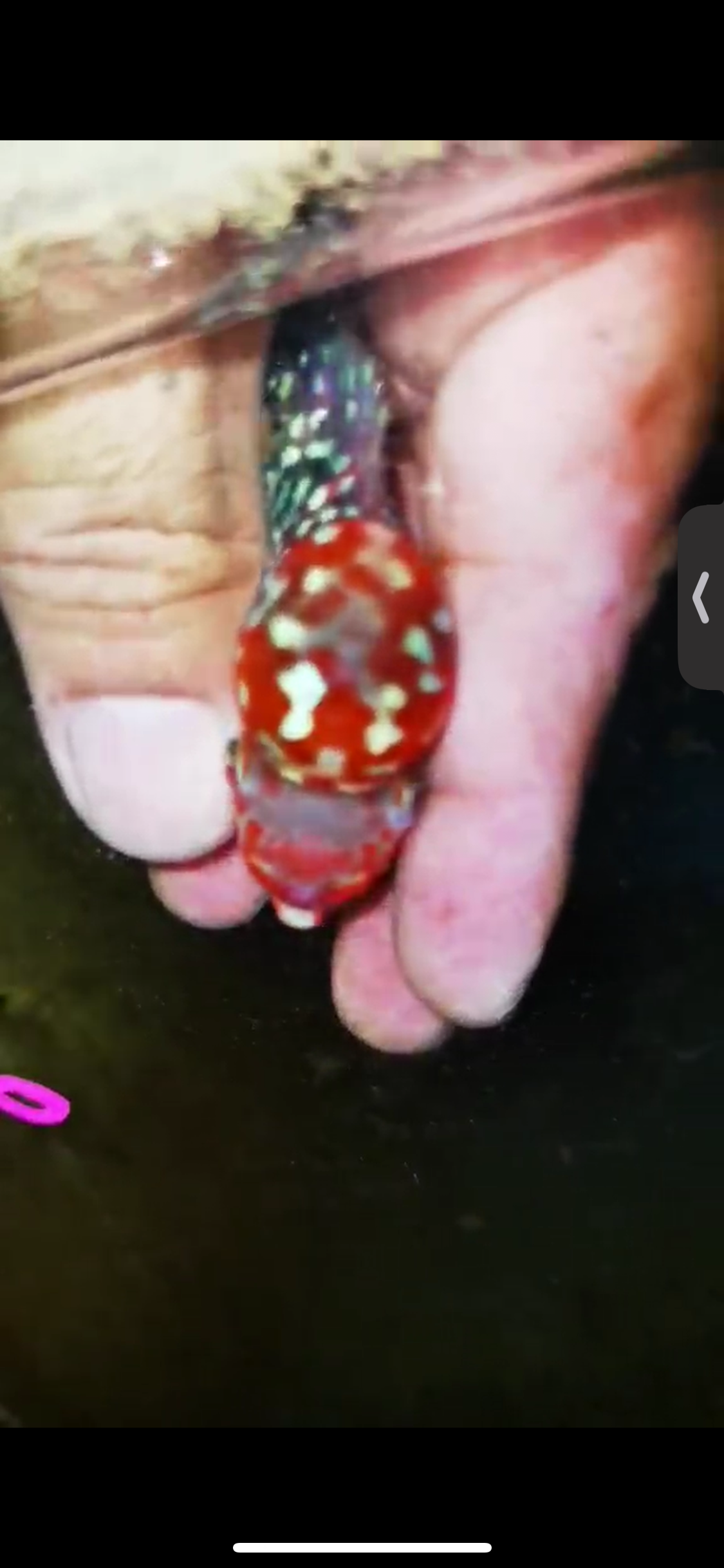 Super Red Dragon Flowerhorn ( Male ) #26